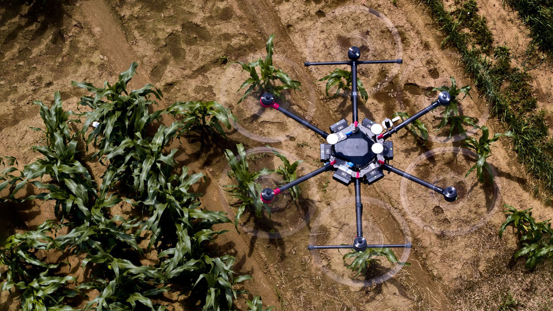 The software can visualize the future growth of the plants using drone photos or other images from an early growth stage.